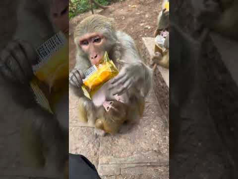 Funny monkey #126