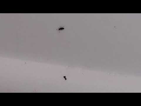 Heavy Rain Followed by Odorous House Ants in Eatontown, NJ