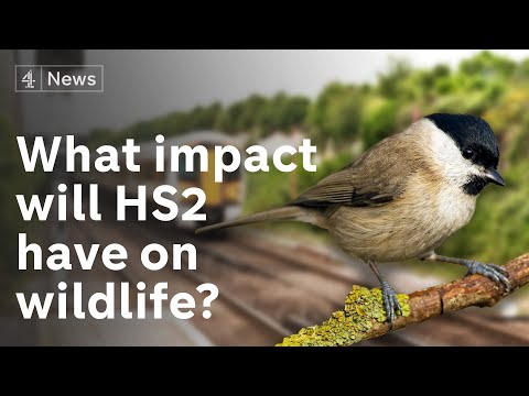 HS2は野生動物にどのような影響を与えるのか？ (What impact will HS2 have on wildlife?)