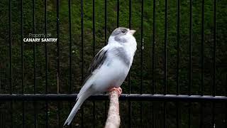 Download lagu GILA❗ Suara jernih berdurasi panjang untuk para master. mp3