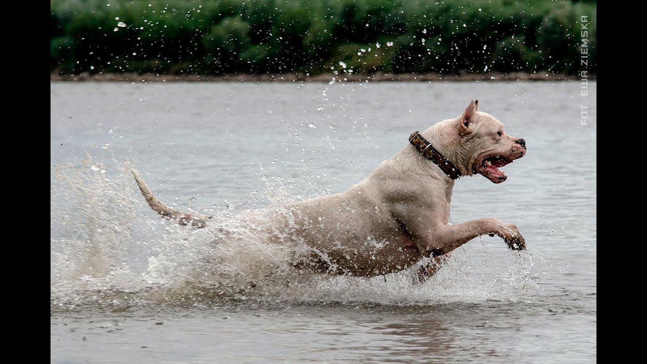 Dogo Argentino on a walk... Gladio Romano de El Polivalente