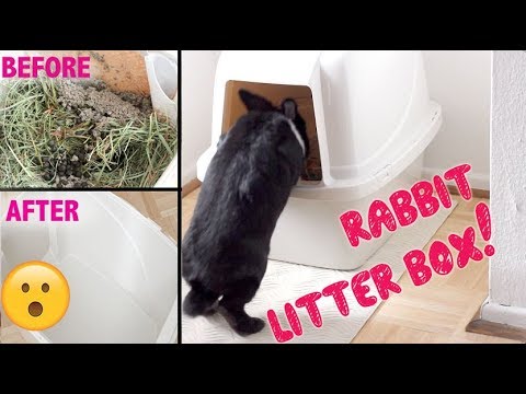 YouTube video about: How often should you clean rabbit litter box?