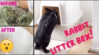 HOW TO CLEAN AND SET UP A RABBIT LITTER BOX!