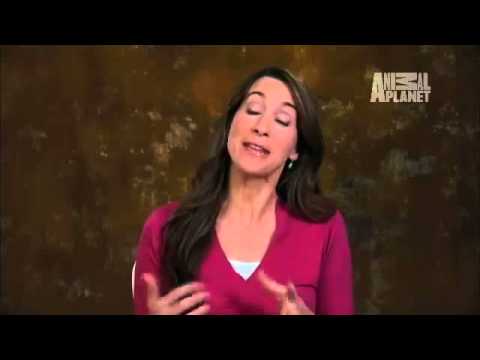 Pet4you: Dogs Boykin Spaniel