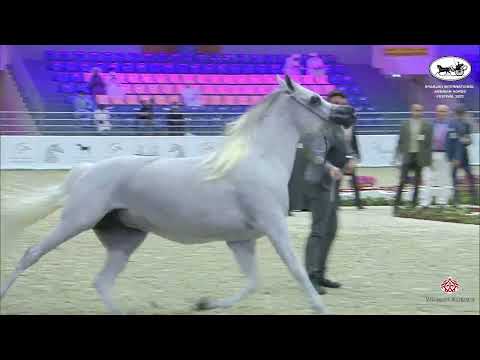 N 131 AJ EMANA   Sharjah International Arabian Horse Festival 2022   Mares 7 9 Years Old Class 5