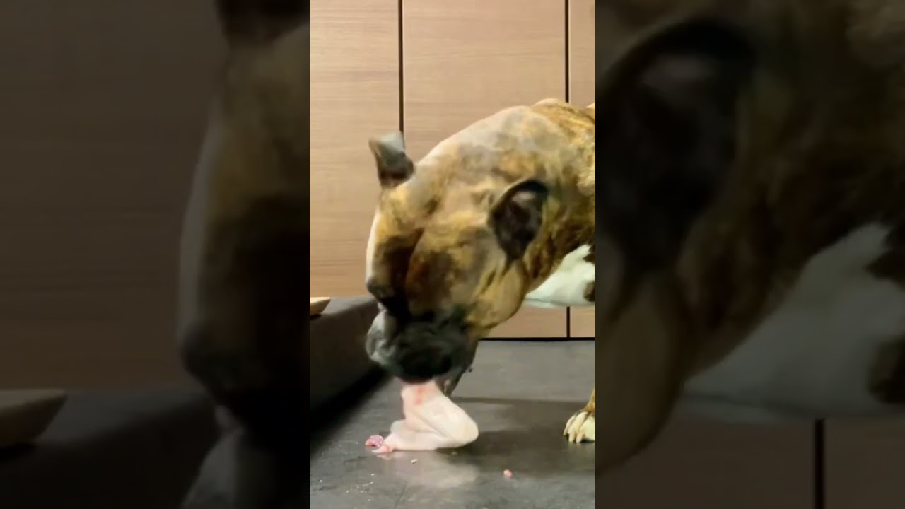 MUKBANG ASMR Dog eating Raw Duck Meats ＆ bones  【American Bully】#shorts