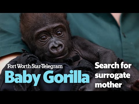 UPDATE Baby Gorilla In Fort Worth Zoo