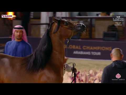 N 97 CYCLANA OS   KIAHF 2024   GCAT Doha Edition   Mares 4 6 Years Old   Section B Class 7B