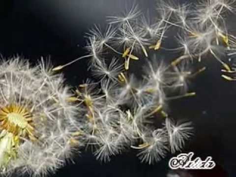 Γιατι- Vorrei-Silva Grissi Στα Ελληνικα