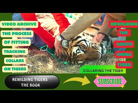 The process of fitting a tiger with a tracking collar