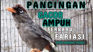 Download lagu Suara Pancingan Pikat Poksay Mandarin Fariasi paling 'merayu'Pikat Ampuh mp3