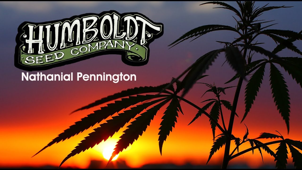 HUMBOLDT CANNABIS SEED CO | NATHANIAL PENNINGTON