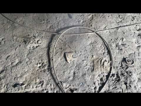 Feral Cats Bring Fleas Into this Owners Crawl Space in Jackson, NJ