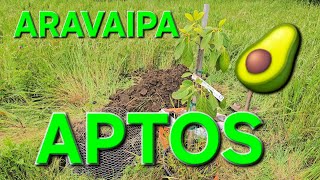 PLANTING AN ARAVAIPA AVOCADO IN APTOS CALIFORNIA & ADDING A NEW AVOCADO BREEDING SITE