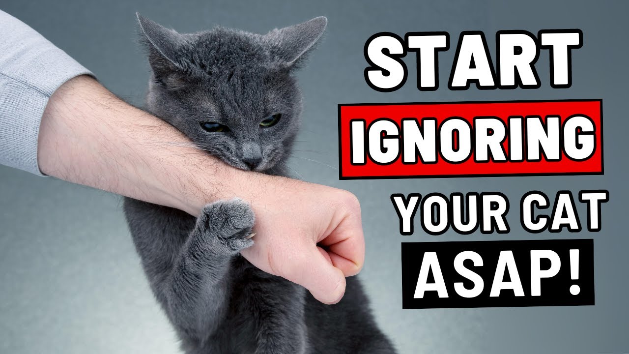 If You Start Ignoring Your Cat, THIS Will Happen