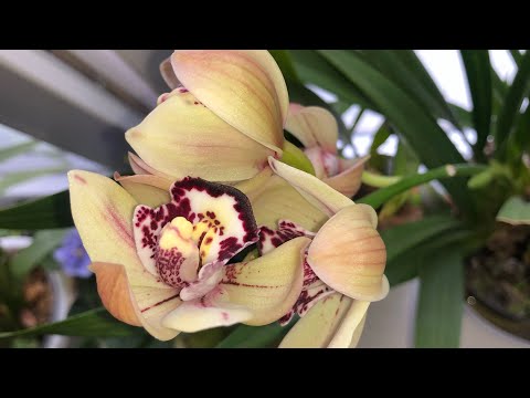 Кукуруза души моей!) Цимбидиум Pretty Pink