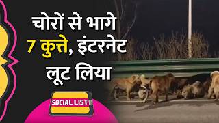 Download lagu China 7 Stolen Dogs Viral Escape Video, Corgi बना मुखिया, 17 km दूर घर तक पहुंचाया | Social List mp3 Download lagu China 7 Stolen Dogs Viral Escape Video, Corgi बना मुखिया, 17 km दूर घर तक पहुंचाया | Social List mp3