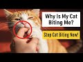 Why Does My CAT BITE Me 6 Reasons For CATS BITING