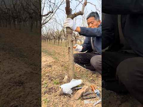 Perfect Grafting Techniques How many tools are needed 🤔#grafting