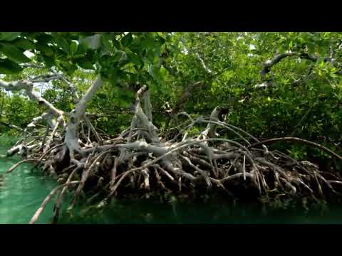 Filho do Mangue feat.  @brazzika