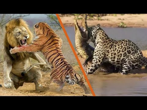 Top 10 Most Dangerous Big Cats in the World