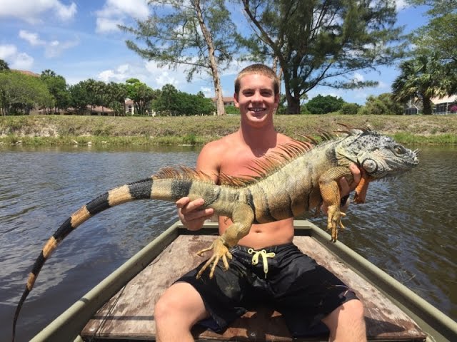 CATCHING IGUANAS IN SOUTH FLORIDA