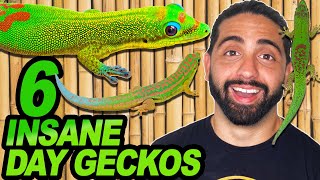 Top 6 Small Day Gecko Species!