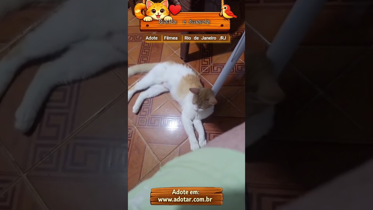 Gato raça Angorá idade 1 ano nome Branca e Amarela