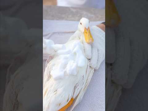 طبخة البط🦆بالطريقة المغربية الطاجين 😍Moroccan-Style Duck Tagine 🦆🇲🇦جرّبتوها قبل ⁉️
