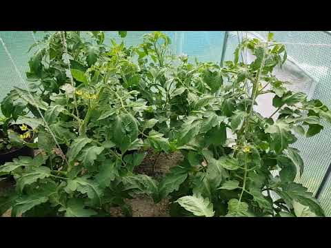 Jak zapylać pomidory , odc 12
