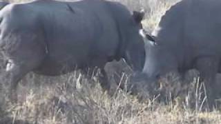 preview picture of video 'South Africa safari game reserve'