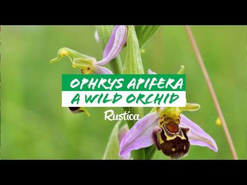 A lawn of orchids the bee orchid (Ophrys apifera)