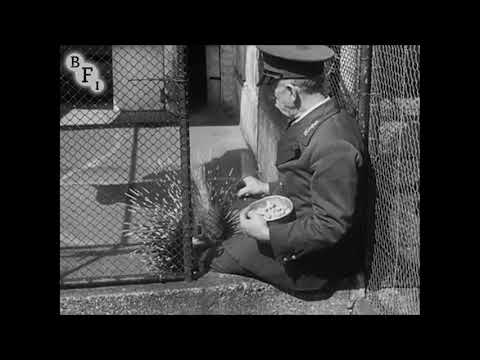 Sally the Sparrow (1945) | BFI National Archive