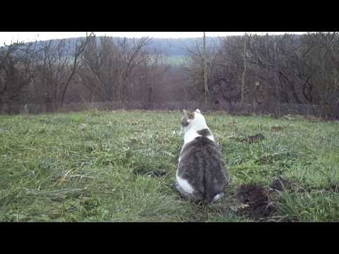 46-One minute of videoart every day - Chat qui médite (Maron, Lorraine)