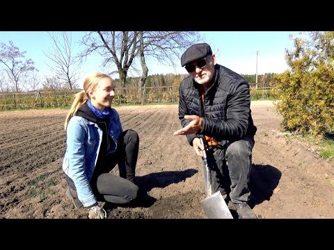 Jak posadzić szparagi?