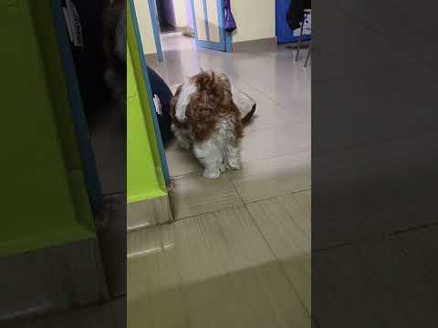 Danuku Ratuku Ratuku Dum Dum😂#cutepuppy #dogfunny #shortsfeed #shortsfeed #dogcomedy