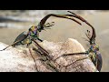 Stag Beetle Throws Girlfriend Out Of Tree Life BBC Earth
