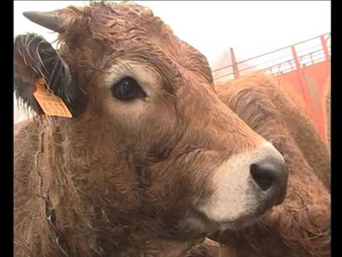 Concors de la raça aubrac