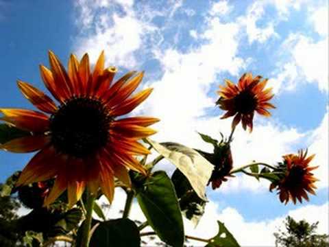 Kijk eens naar de vogels - Elly & Rikkert