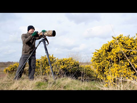 Bird Photography Tips and Tricks - How I Photographed a Reed Bunting (Canon 1DX & 500mm f/4 Lens)