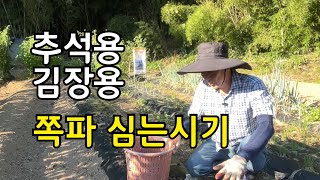 추석때 먹을 쪽파 김장때 사용할 쪽파 심는시기