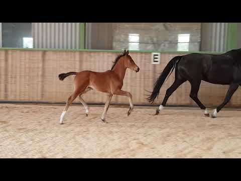 Stutfohlen von Escolar-Soliman de Hus