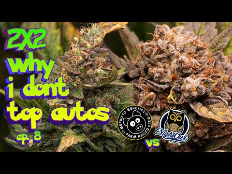 why i dont TOP AUTOS! - Mephisto vs Nightowl Seed to Harvest How to Grow Auto ep.8 #organic