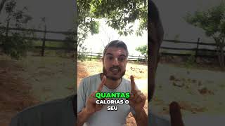 Calorias Cão  Segredo da Alimentação Saudável Revelado!