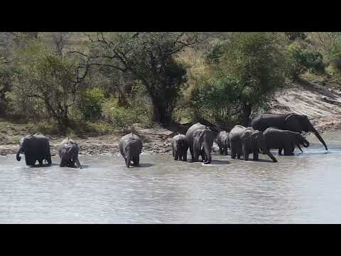 Djuma: Elephant herd comes for a quick drink - 17:17 - 08/06/2023