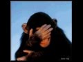 Monkey Laugh