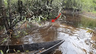 Download lagu TAK JERA , DETIK-DETIK PREDATOR MENGAMUK DI RAWA !!! mp3