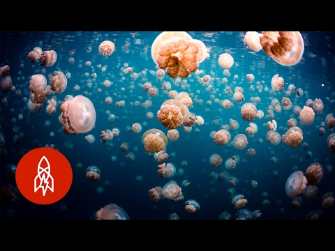 與千姿百態的水母一起安全遊玩 (Swim Safely with Thousands of Jellyfish)