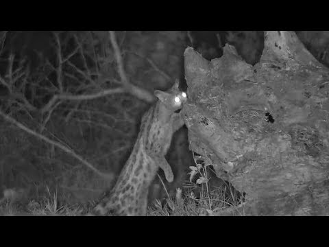 Djuma: Genet catches Frog - 20:22 - 12/18/19