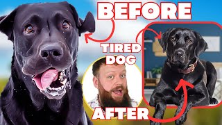 How To Tire Out Your Dog With 3 Easy Steps